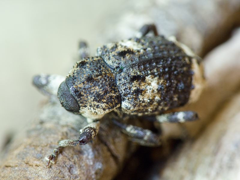 Cryptorhynchus (Cryptorhynchus) lapathi (Linnaeus, 1758)